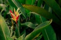 Beautiful heliconia psittacorum, Heliconia spathocircinata golden torch