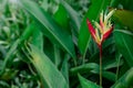 Beautiful heliconia psittacorum, Heliconia spathocircinata golden torch Royalty Free Stock Photo