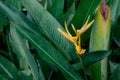 Beautiful heliconia psittacorum, Heliconia spathocircinata golden torch