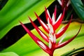 Beautiful Heliconia `Red Christmas` in close up at Botanical garden. Royalty Free Stock Photo