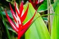 Beautiful Heliconia `Red Christmas` in close up at Botanical garden.