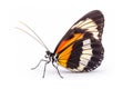 Beautiful Heliconius butterfly isolated on a white background. Side view Royalty Free Stock Photo