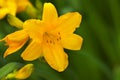 Beautiful hemerocallis flower