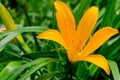 Beautiful hemerocallis flower Royalty Free Stock Photo