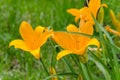 Beautiful hemerocallis flower Royalty Free Stock Photo