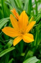 Beautiful hemerocallis flower Royalty Free Stock Photo