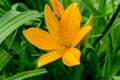 Beautiful hemerocallis flower Royalty Free Stock Photo