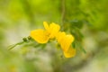 Beautiful hemerocallis, yellow flower. Macro photos Royalty Free Stock Photo