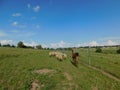 A closeup rear view of a heard of sheep and a Llama walking on a green grass land landscape under a blue sky next to a fence Royalty Free Stock Photo