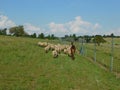 A closeup rear view of a heard of sheep and a Llama walking on a green grass land landscape under a blue sky next to a fence Royalty Free Stock Photo