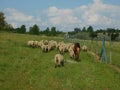 A closeup rear view of a heard of sheep and a Llama walking on a green grass land landscape under a blue sky next to a fence Royalty Free Stock Photo