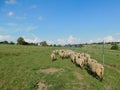 A closeup rear view of a heard of sheep walking on a green grass land landscape under a blue sky next to a fence Royalty Free Stock Photo