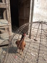 Beautiful hen looks disappointed in cage