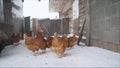 Chicken farm village chicken farm stable with lots of hen doing exercise outdoor on an early winter day. Beautiful hens - laying Royalty Free Stock Photo