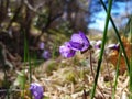 Beautiful Hepatica flowers