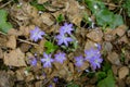 Beautiful hepatica nobilis in the forest at spring day