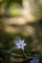 Beautiful hepatica nobilis in the forest at spring day