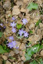 Beautiful hepatica nobilis in the forest at spring day