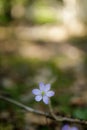 Beautiful hepatica nobilis in the forest at spring day