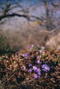 Beautiful Hepatica nobilis wild flowers blossom natural background