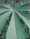 beautiful heptagon leaves