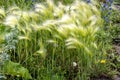 beautiful herbaceous plant similar to a grasshopper Royalty Free Stock Photo