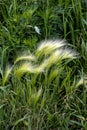 beautiful herbaceous plant similar to a grasshopper Royalty Free Stock Photo