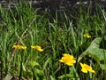 Marsh Marigolds Caltha palustris