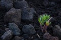 Beautiful herbaceous seepweed (Suaeda maritima) plant growing on the rocks Royalty Free Stock Photo