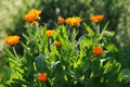 Beautiful herbal calendula field in spring time