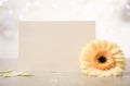 Beautiful herbera flower and blank card with space for text table