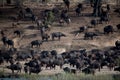 Beautiful herd of african buffalos Royalty Free Stock Photo