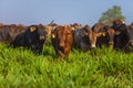 Beautiful herd of Bonsmara cattle from South Africa