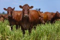 Beautiful herd of Bonsmara cattle from South Africa