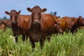 beautiful herd of Bonsmara cattle from South Africa
