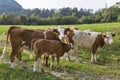 Beautiful herd of cows with calf in Alps meadow Royalty Free Stock Photo