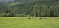 Beautiful herd of cows in the valleys of mountains