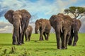 A beautiful herd of elephants with tusks. Royalty Free Stock Photo