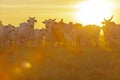 beautiful herd of Nelore cattle, Mato Grosso do Sul, Brazil