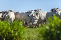 beautiful herd of Nelore cattle, Mato Grosso do Sul, Brazil Royalty Free Stock Photo