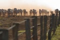 beautiful herd of Nelore cattle, Mato Grosso do Sul, Brazil