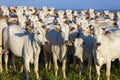 beautiful herd of Nelore cattle, Mato Grosso do Sul, Brazil