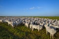 beautiful herd of Nelore cattle, Mato Grosso do Sul, Brazil