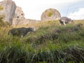 beautiful herdwick sheep grazing on hillside top grass corfe castle dorset Royalty Free Stock Photo