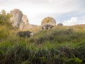 beautiful herdwick sheep grazing on hillside top grass corfe castle dorset Royalty Free Stock Photo