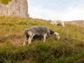 beautiful herdwick sheep grazing on hillside top grass corfe castle dorset