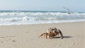 A beautiful hermit crab adorned with barnacles on a sandy beach with gentle waves and distant seagulls Royalty Free Stock Photo