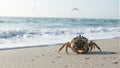 A beautiful hermit crab adorned with barnacles on a sandy beach with gentle waves and distant seagulls Royalty Free Stock Photo