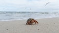 A beautiful hermit crab adorned with barnacles on a sandy beach with gentle waves and distant seagulls Royalty Free Stock Photo