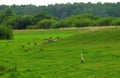 Heron bird and wild goose in field, Lithuania